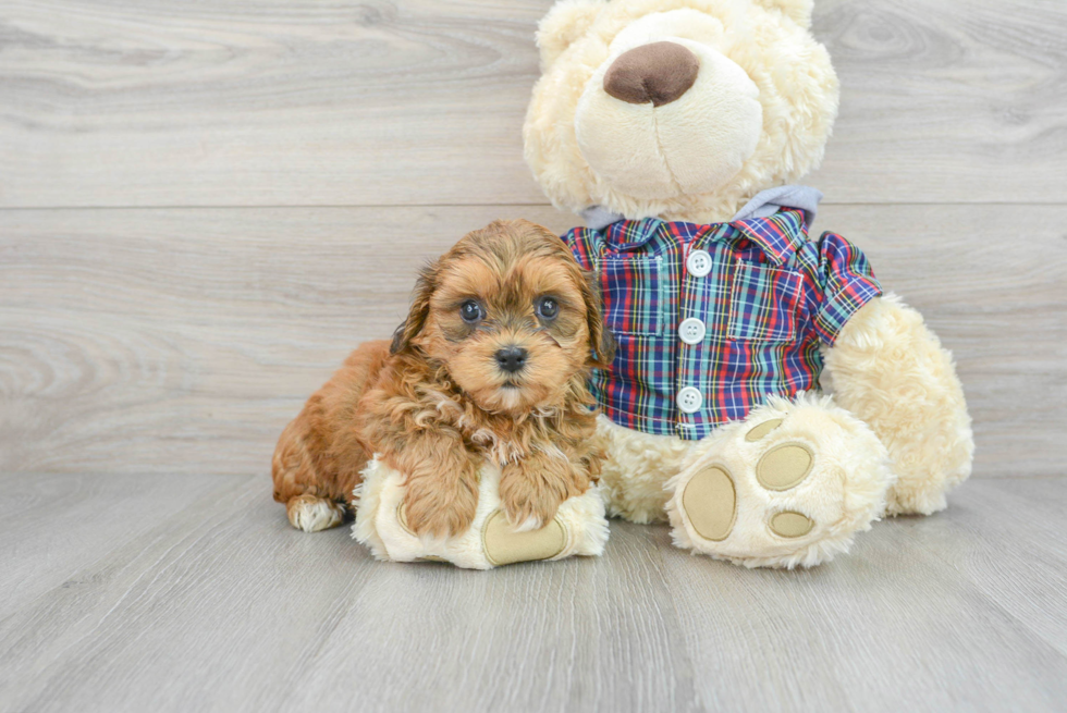 Shih Poo Pup Being Cute