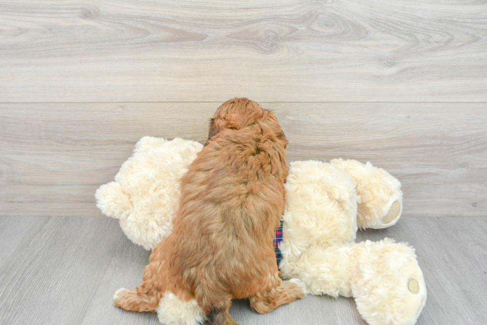 Adorable Shihpoo Poodle Mix Puppy