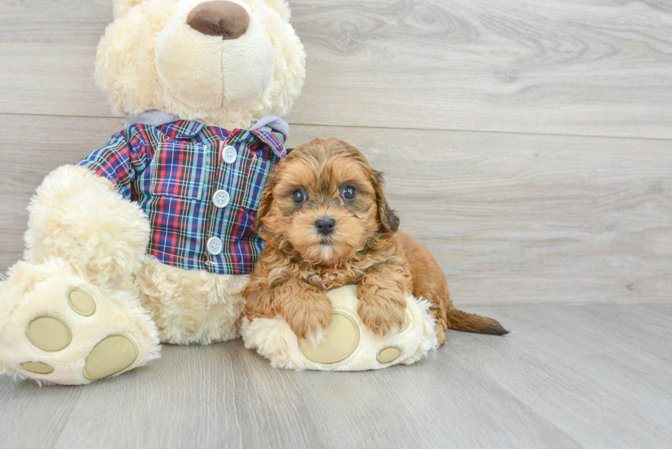 Shih Poo Puppy for Adoption