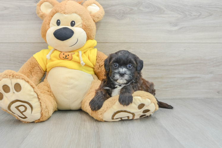 Shih Poo Puppy for Adoption