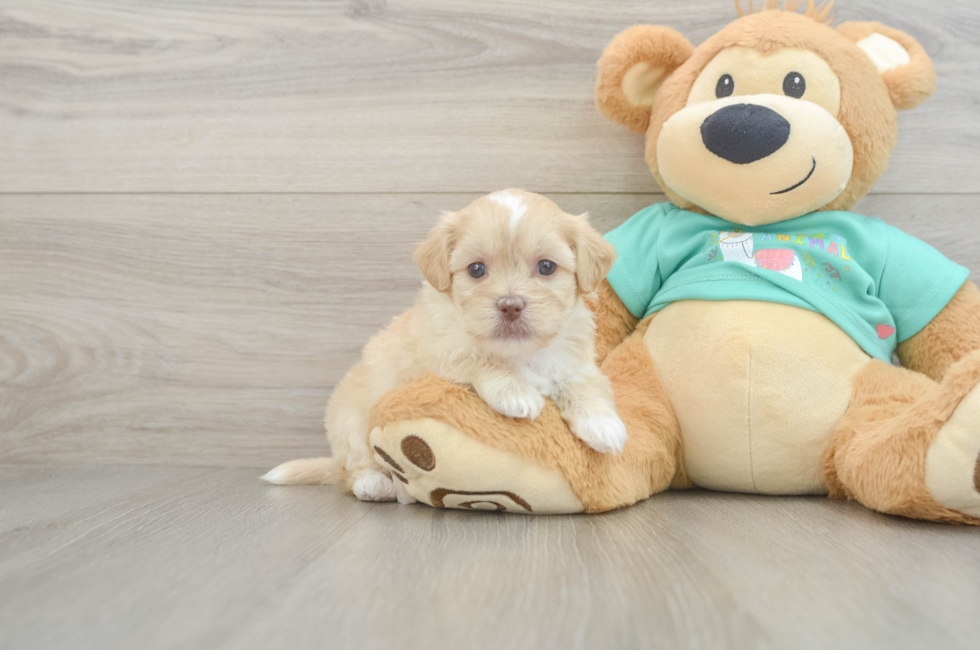 5 week old Shih Poo Puppy For Sale - Premier Pups