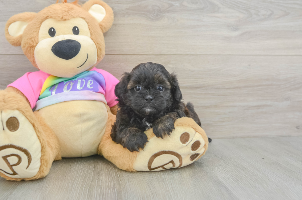 5 week old Shih Poo Puppy For Sale - Premier Pups