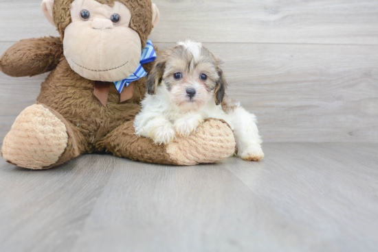 Shih Poo Pup Being Cute