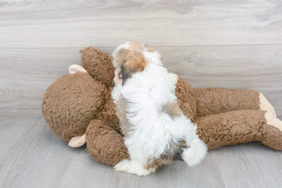 Shih Poo Puppy for Adoption