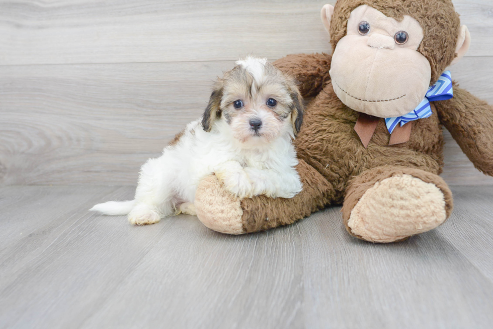 Best Shih Poo Baby