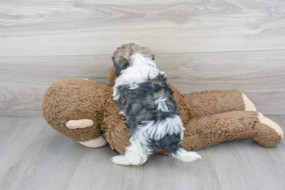 Playful Shihpoo Poodle Mix Puppy