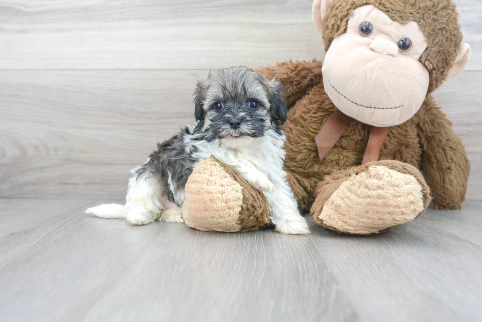 Little Shih Poo Poodle Mix Puppy