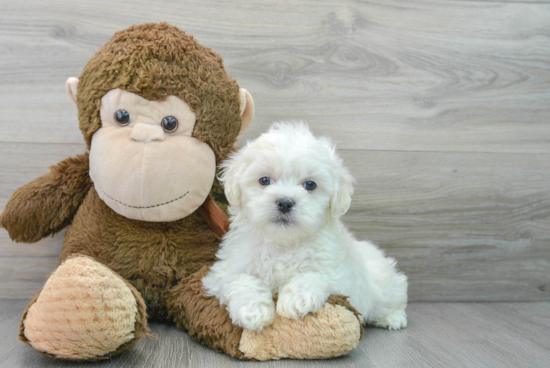 Best Shih Poo Baby