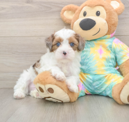 8 week old Shih Poo Puppy For Sale - Premier Pups