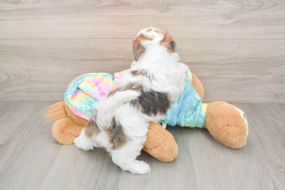 Shih Poo Puppy for Adoption