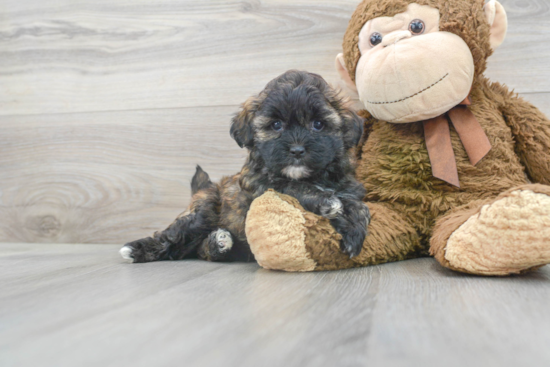 Shih Poo Puppy for Adoption