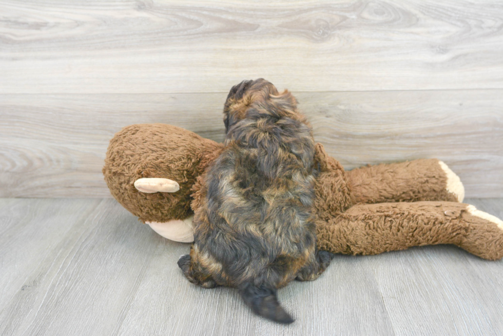 Friendly Shih Poo Baby