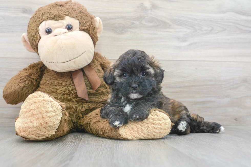 Friendly Shih Poo Baby