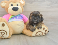 8 week old Shih Poo Puppy For Sale - Premier Pups