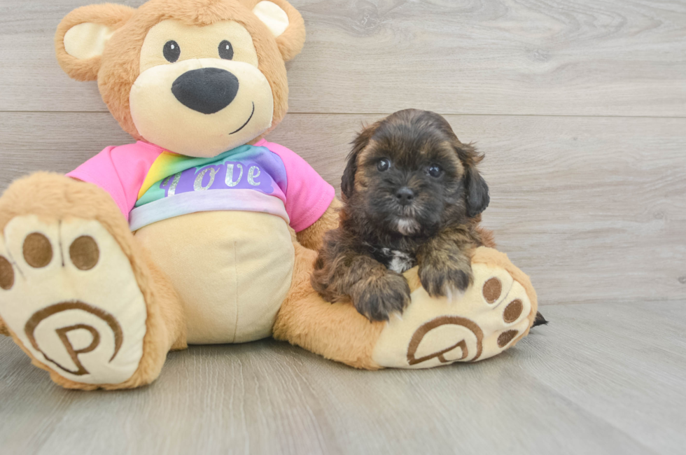 5 week old Shih Poo Puppy For Sale - Premier Pups