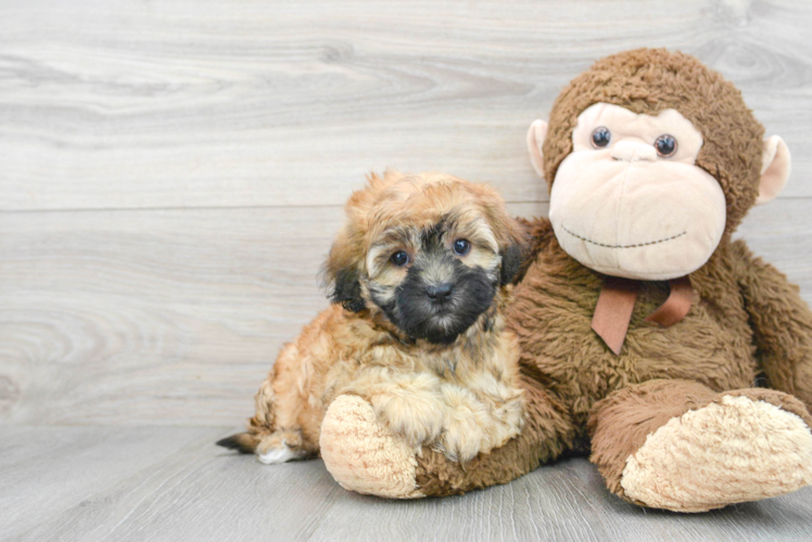 Shih Poo Pup Being Cute