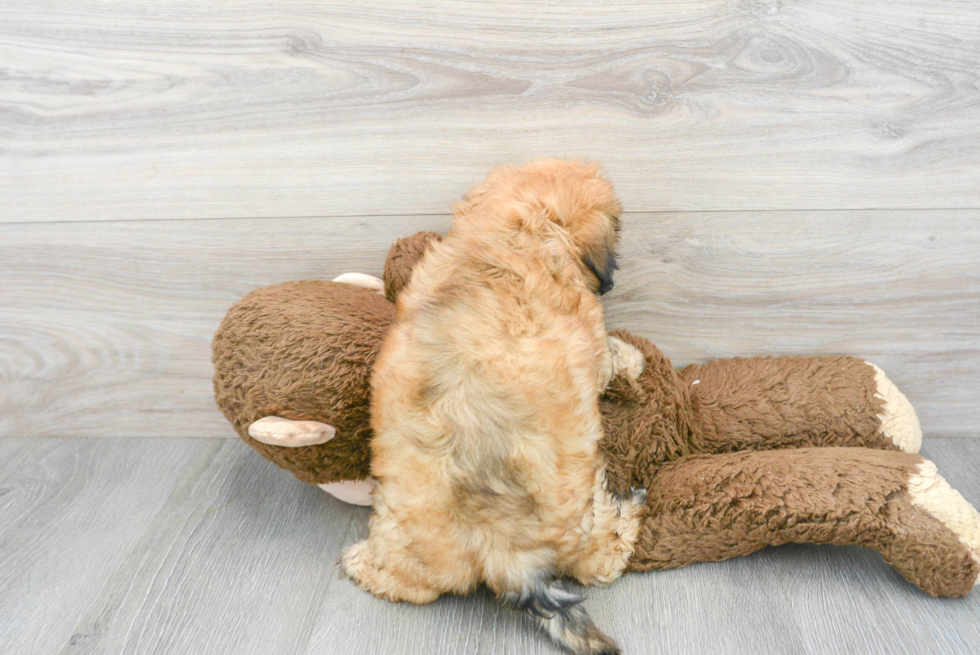 Little Shihpoo Poodle Mix Puppy