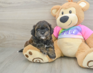 8 week old Shih Poo Puppy For Sale - Premier Pups