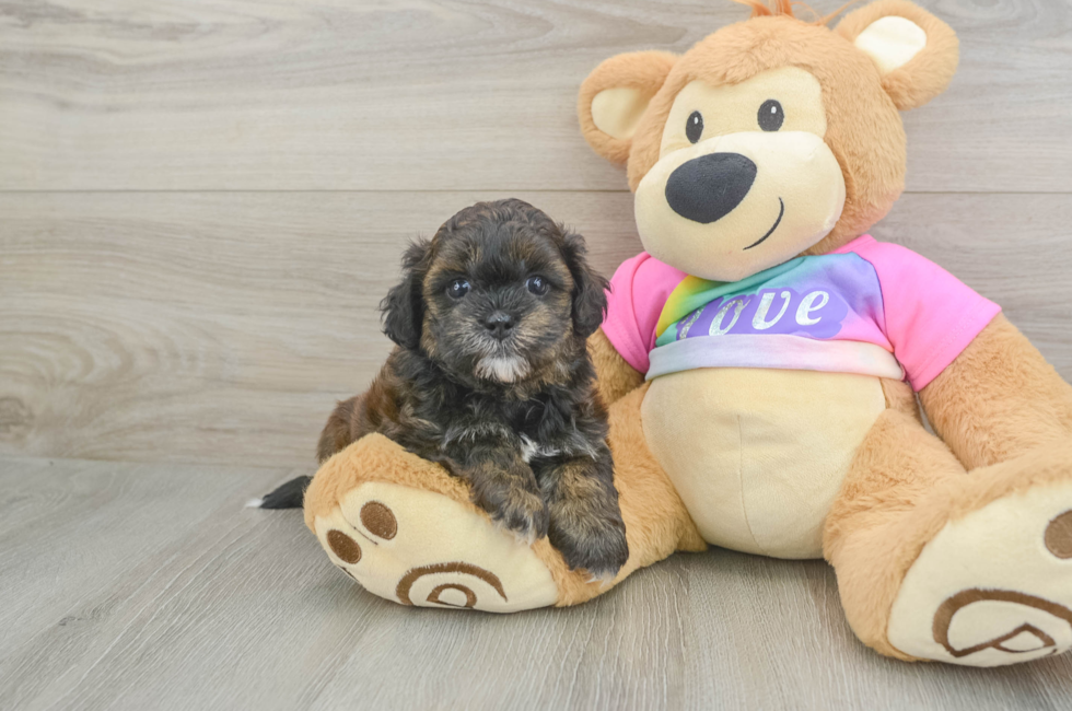 5 week old Shih Poo Puppy For Sale - Premier Pups