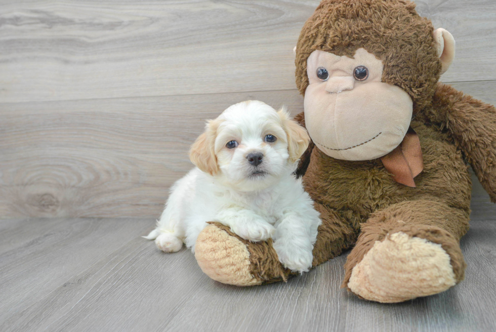 Shih Poo Pup Being Cute