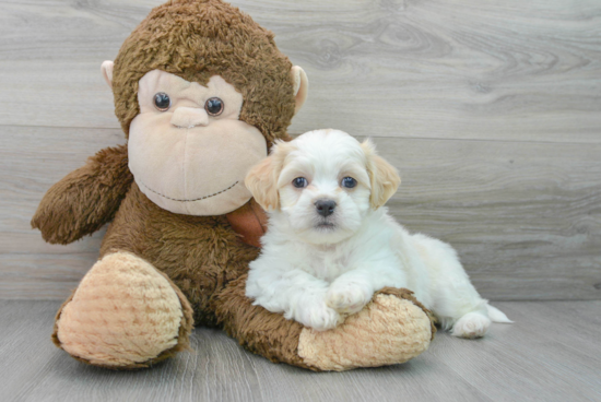 Best Shih Poo Baby