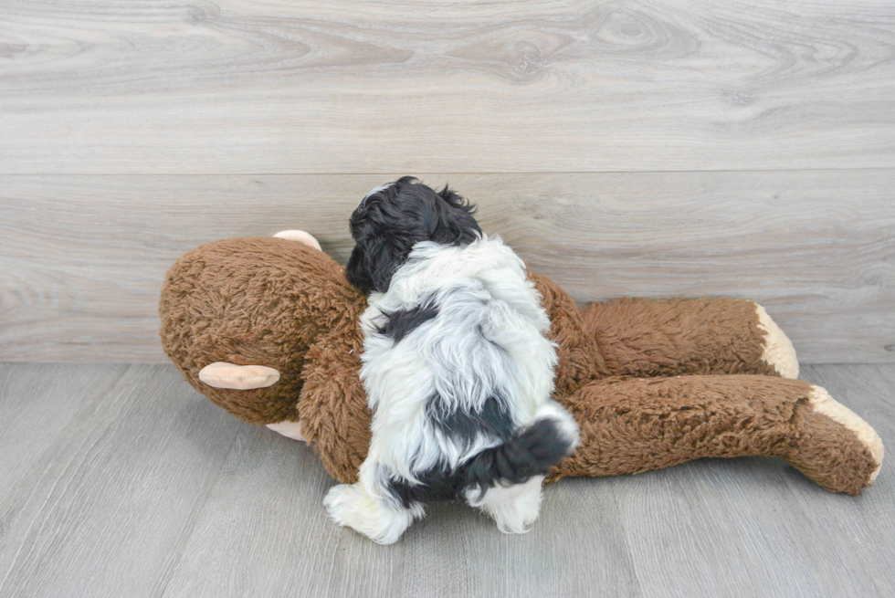 Energetic Shihpoo Poodle Mix Puppy