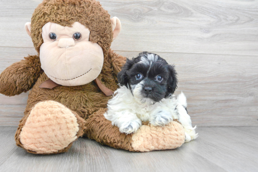 Friendly Shih Poo Baby