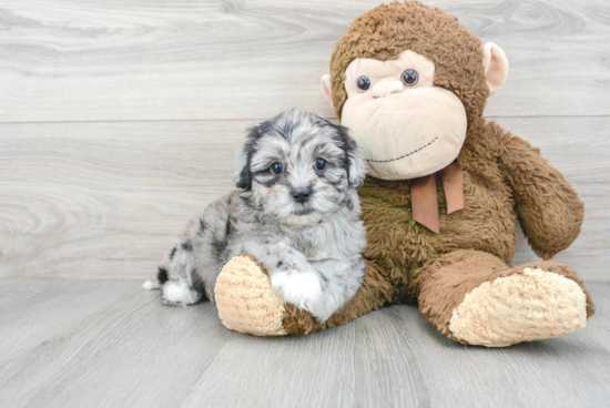 Small Shih Poo Baby