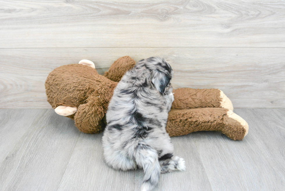 Shih Poo Puppy for Adoption