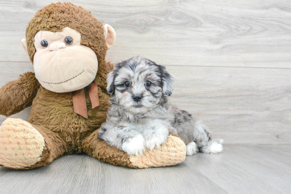 Shih Poo Puppy for Adoption