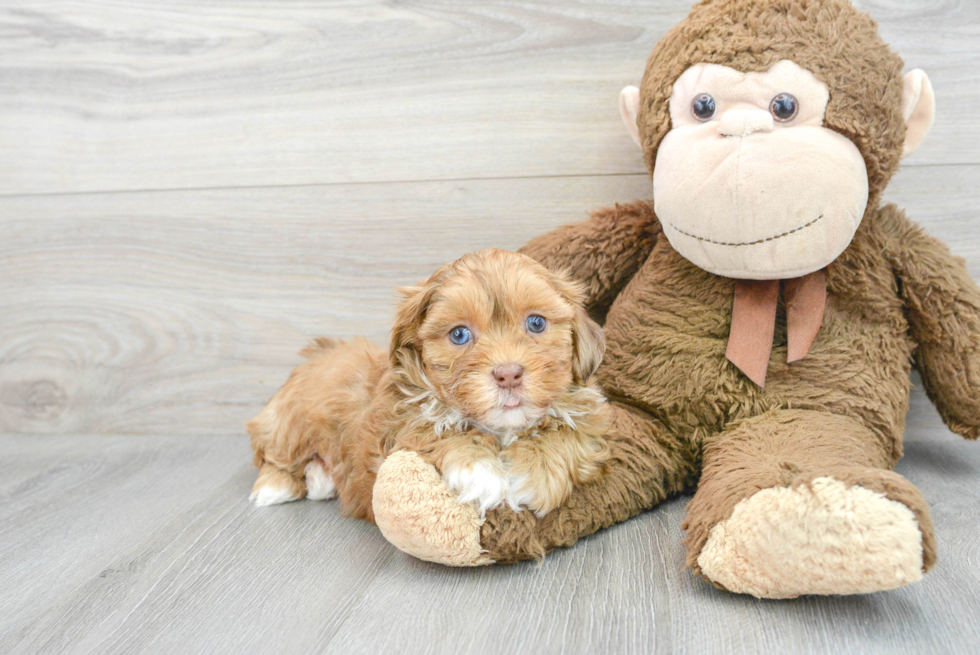 Shih Poo Puppy for Adoption