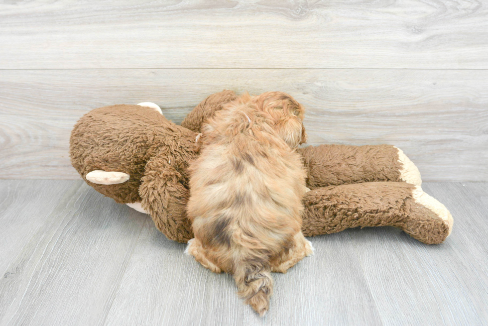 Friendly Shih Poo Baby