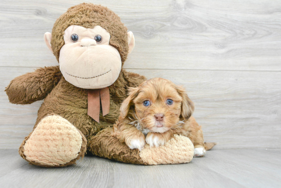 Sweet Shih Poo Baby