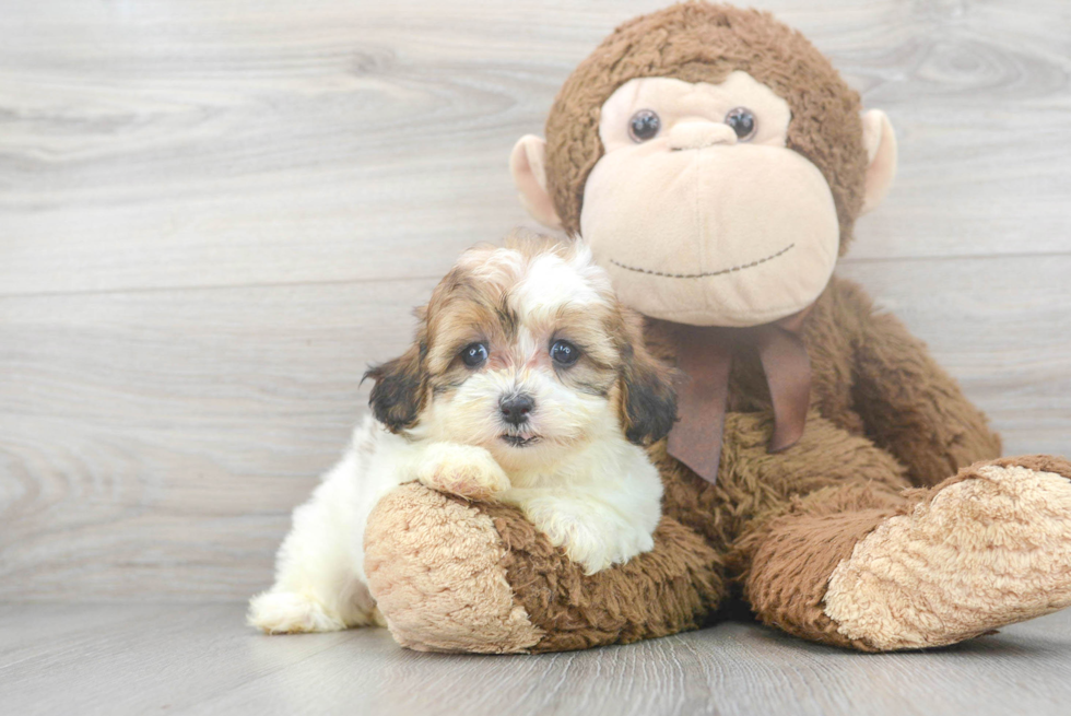 Best Shih Poo Baby