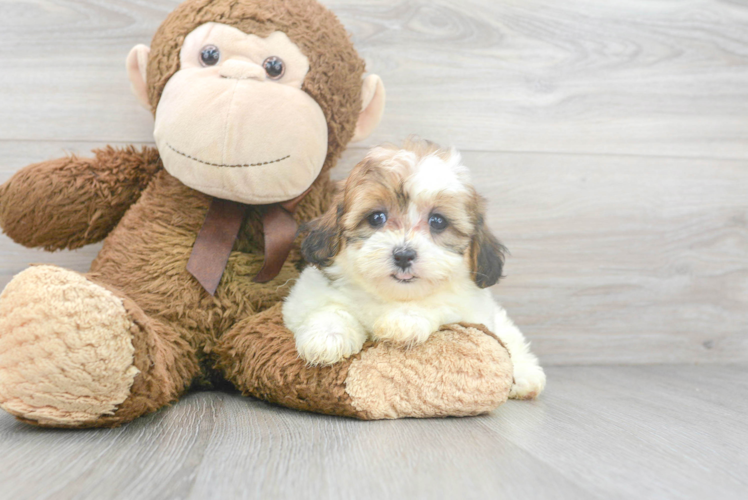 Shih Poo Pup Being Cute