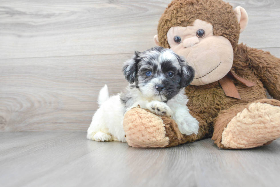 Energetic Shihpoo Poodle Mix Puppy