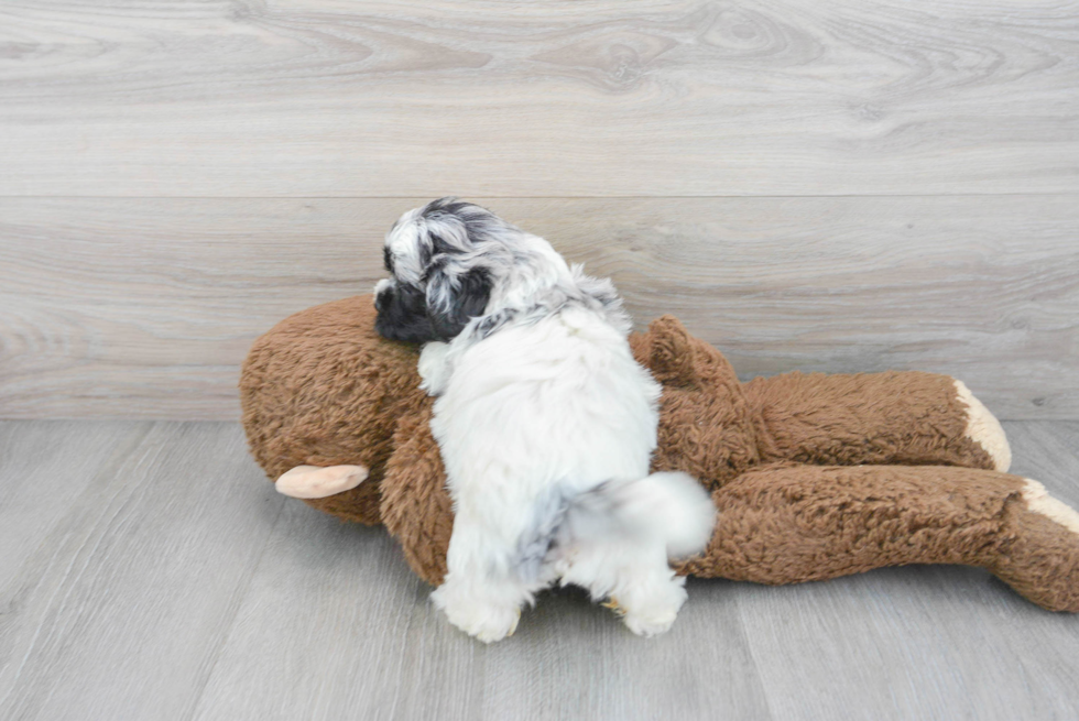 Shih Poo Puppy for Adoption