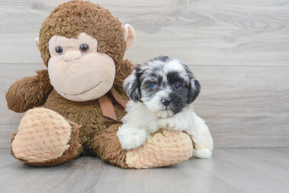 Little Shih Poo Poodle Mix Puppy