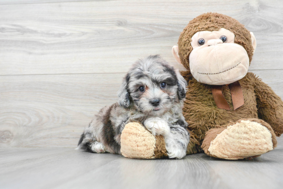 Shih Poo Puppy for Adoption