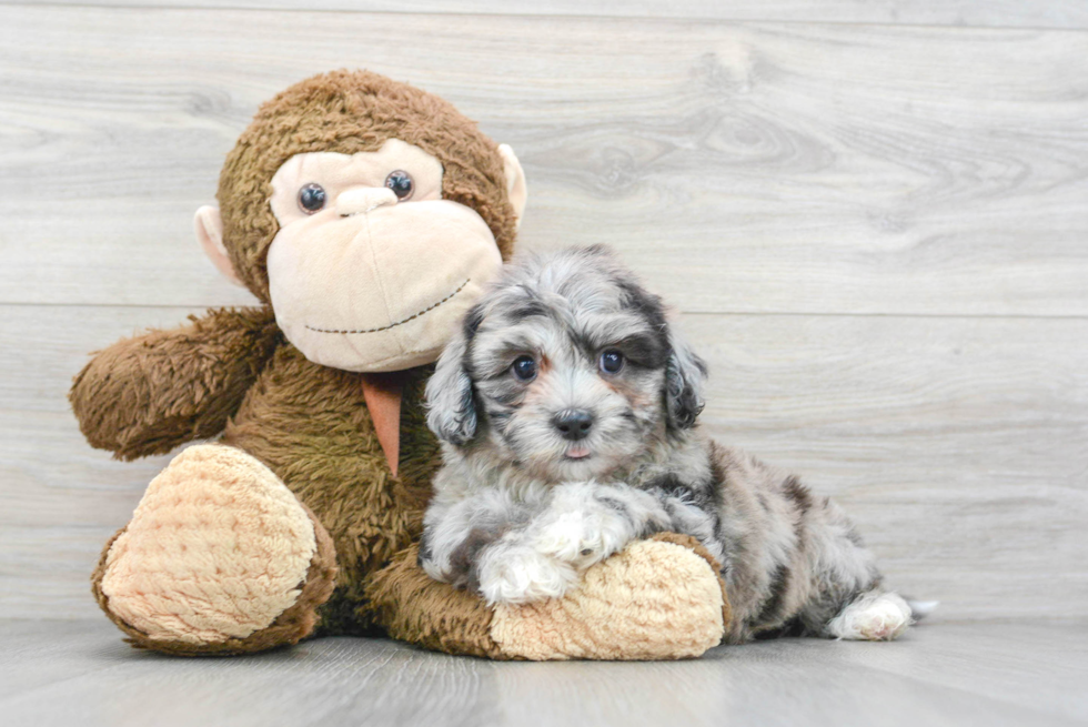 Little Shihpoo Poodle Mix Puppy