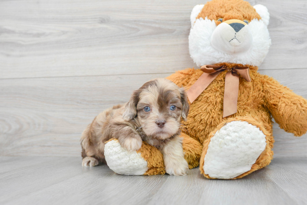 Best Shih Poo Baby