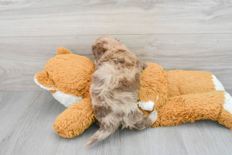 Happy Shih Poo Baby