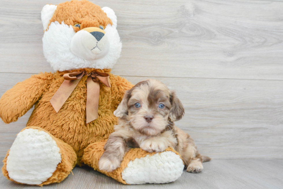 Shih Poo Puppy for Adoption