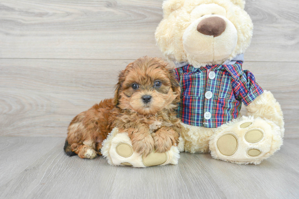 Shih Poo Puppy for Adoption