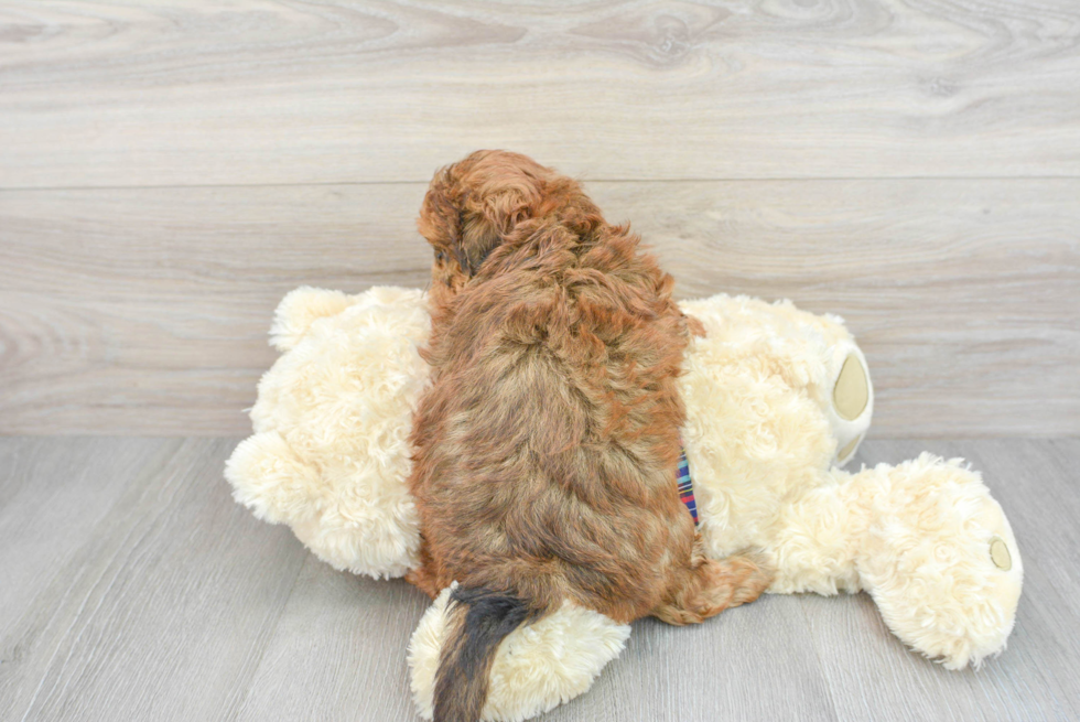 Funny Shih Poo Poodle Mix Pup