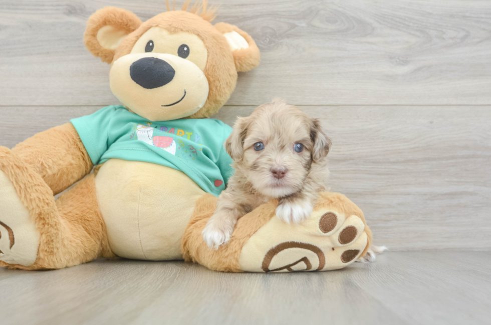 5 week old Shih Poo Puppy For Sale - Premier Pups