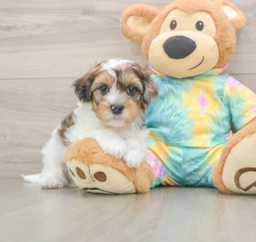 8 week old Shih Poo Puppy For Sale - Premier Pups