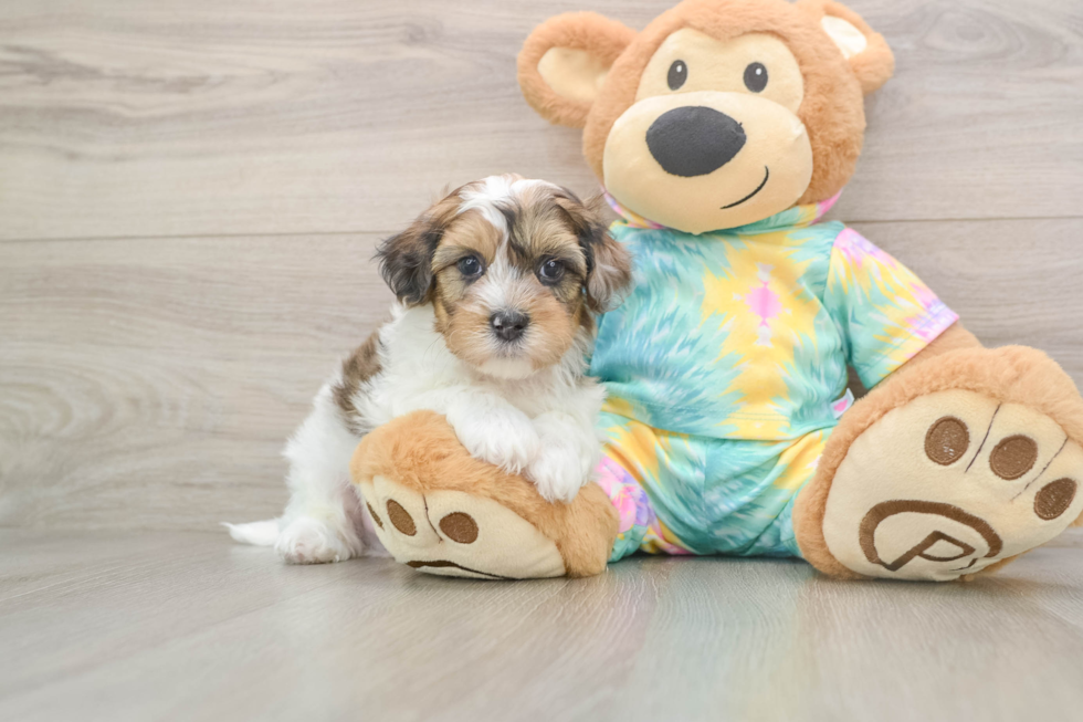 Shih Poo Puppy for Adoption