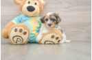 Shih Poo Puppy for Adoption