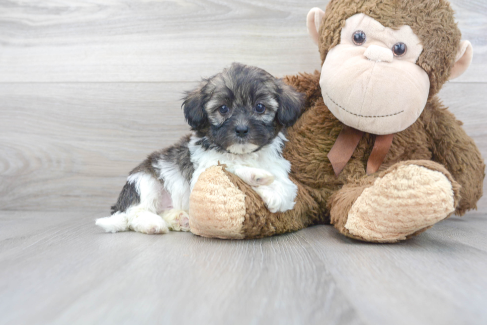 Cute Shih Poo Poodle Mix Pup